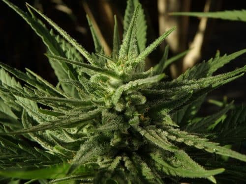 Mogelijk klein effect van cannabis op ziekteactiviteit bij RA