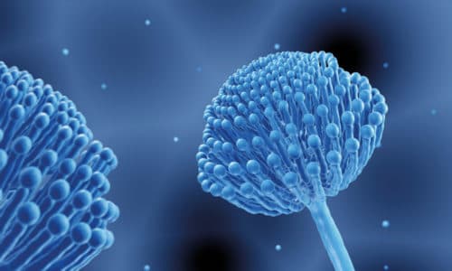 Allergische aspergillose: ervaringen uit het veld