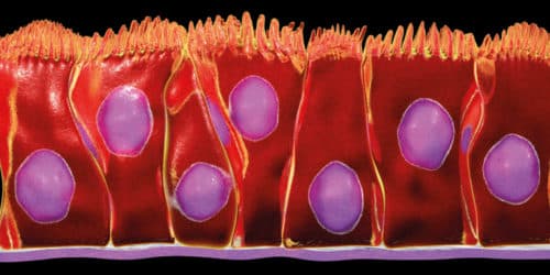 De rol van epitheliale cytokines bij ernstig astma
